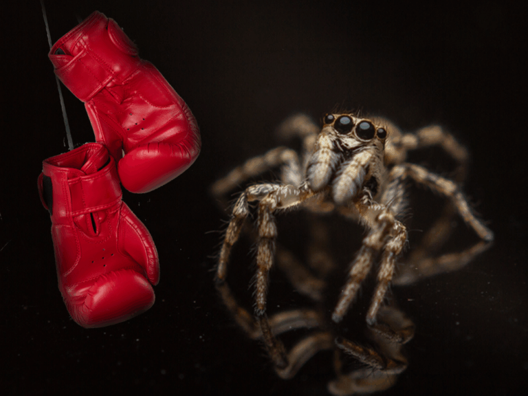 Uniek gokspel in het Verre Oosten: Spider Fighting